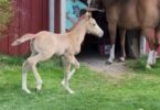 Un poulain fait face à son défi peur - Histoire de courage.