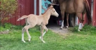 Un poulain fait face à son défi peur - Histoire de courage.