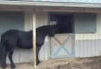 Cheval astucieux Déverrouille une Porte ,