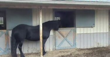 Cheval astucieux Déverrouille une Porte ,